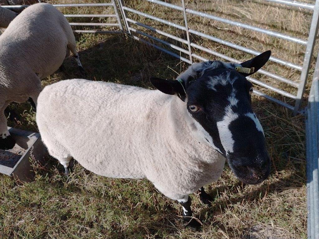  Beulah Speckled Face Rams