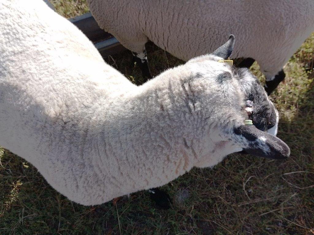 Beulah Speckled Face Rams - {CATEGORY}