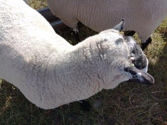 Beulah Speckled Face Rams
