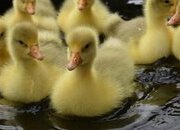 Friendly Large-Strain Embden Goslings - 2026 Hatch