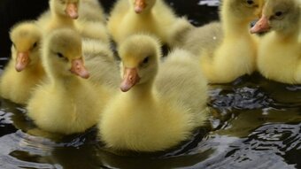 *SELLING FAST* Friendly Large-Strain Embden Goslings - 2026 Hatch