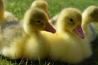 *SELLING FAST* Friendly Large-Strain Embden Goslings - 2026 Hatch