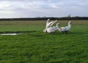 Premium Large-Strain Embden Breeding Ganders