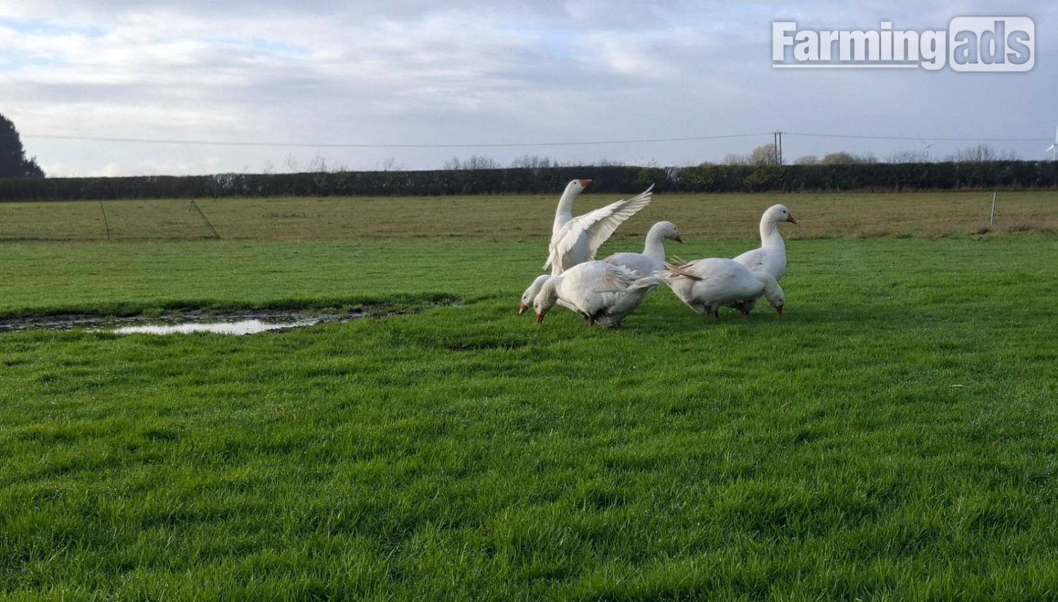 Premium Large-Strain Embden Breeding Ganders