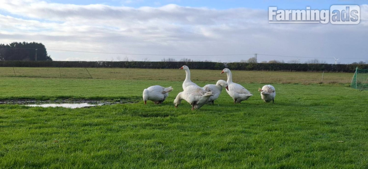 Premium Large-Strain Embden Breeding Ganders