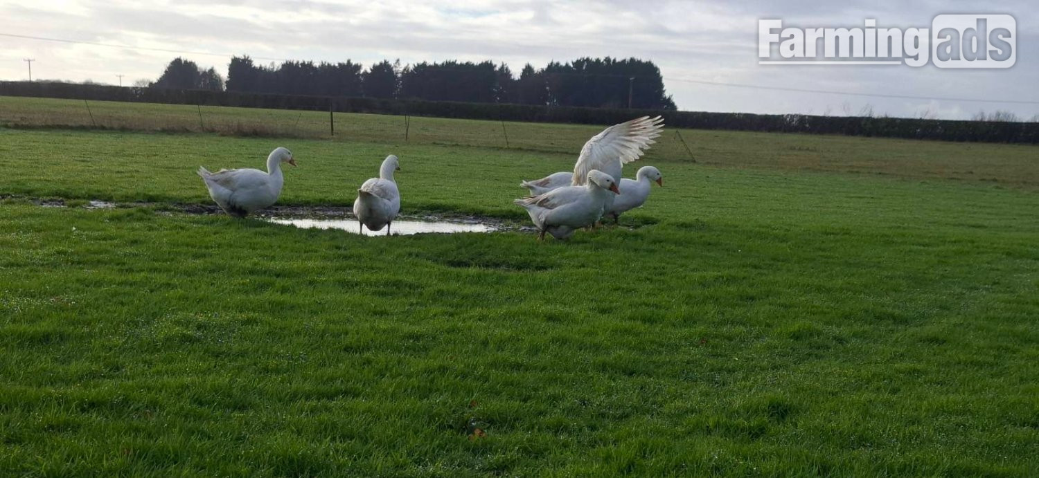Premium Large-Strain Embden Breeding Ganders - {CATEGORY}