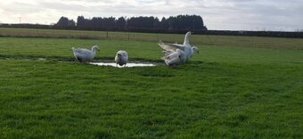 Premium Large-Strain Embden Breeding Ganders